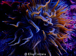 Psichedelic Anemone! by Elia Correia 